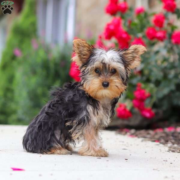 Ollie, Yorkie Puppy